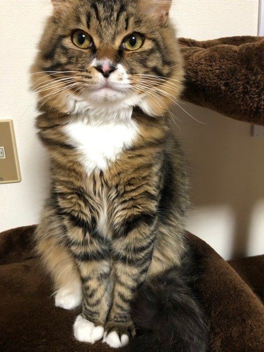 デパート 送料無料 雉猫（お座りポーズ） （三 （羊毛フェルト三毛猫【ハンドメイド 羊毛フェルト