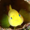 23区発伊豆ダイビングへGO！バディ募集！