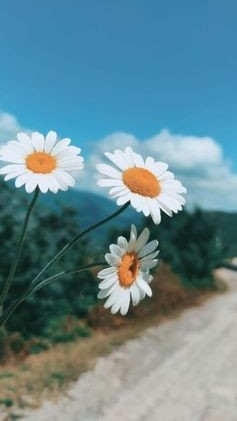 😊𝒃𝒆𝒂𝒖𝒕𝒊𝒇𝒖𝒍 𝒇𝒍𝒐𝒘𝒆𝒓𝒔