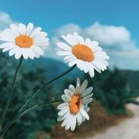 😊𝒃𝒆𝒂𝒖𝒕𝒊𝒇𝒖𝒍 𝒇𝒍𝒐𝒘𝒆𝒓𝒔