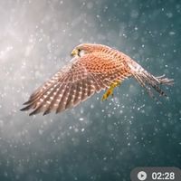 晴空飛鳥