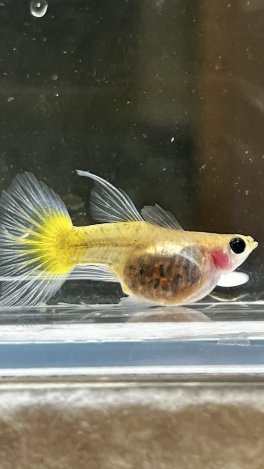 嘟嘟孔雀魚 ❤️‍🔥 孔雀魚 飼養 送養討論 交流區