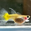 嘟嘟孔雀魚 ❤️‍🔥 孔雀魚 飼養 送養討論 交流區