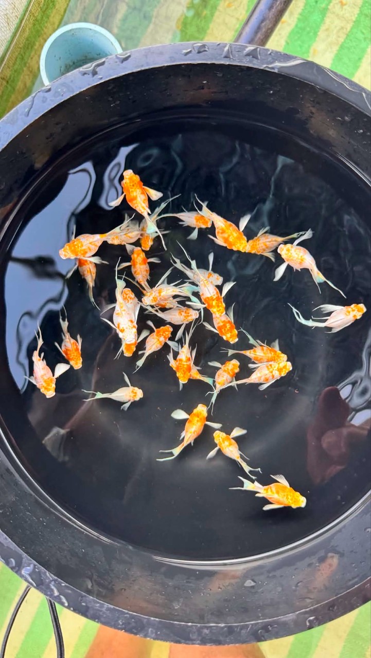 嘟嘟愛養魚 ❤️‍🔥