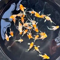 嘟嘟愛養魚 ❤️‍🔥