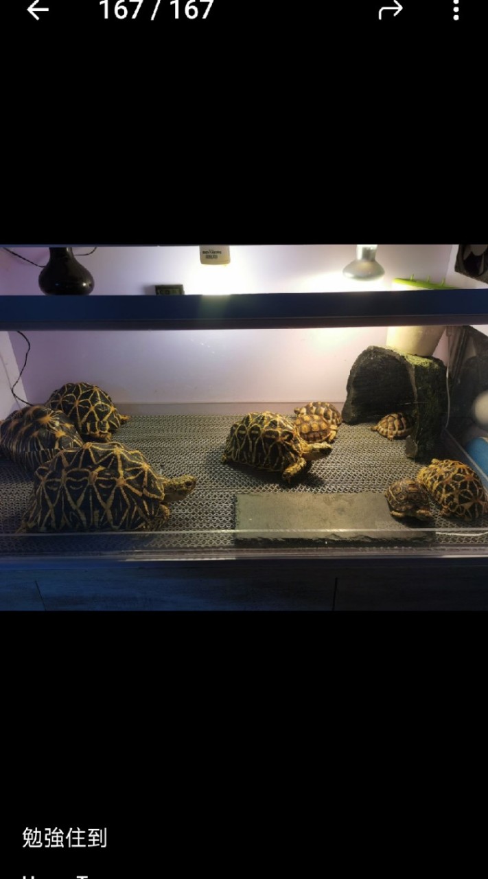 量子龜友交流協會