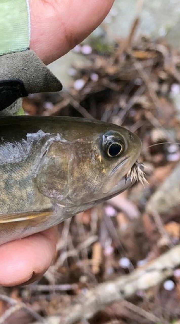 釣り方は違えど専門は同じ！渓流釣り好き集まれ！