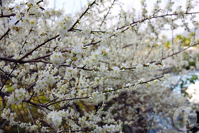 台中新社梅花秘境
