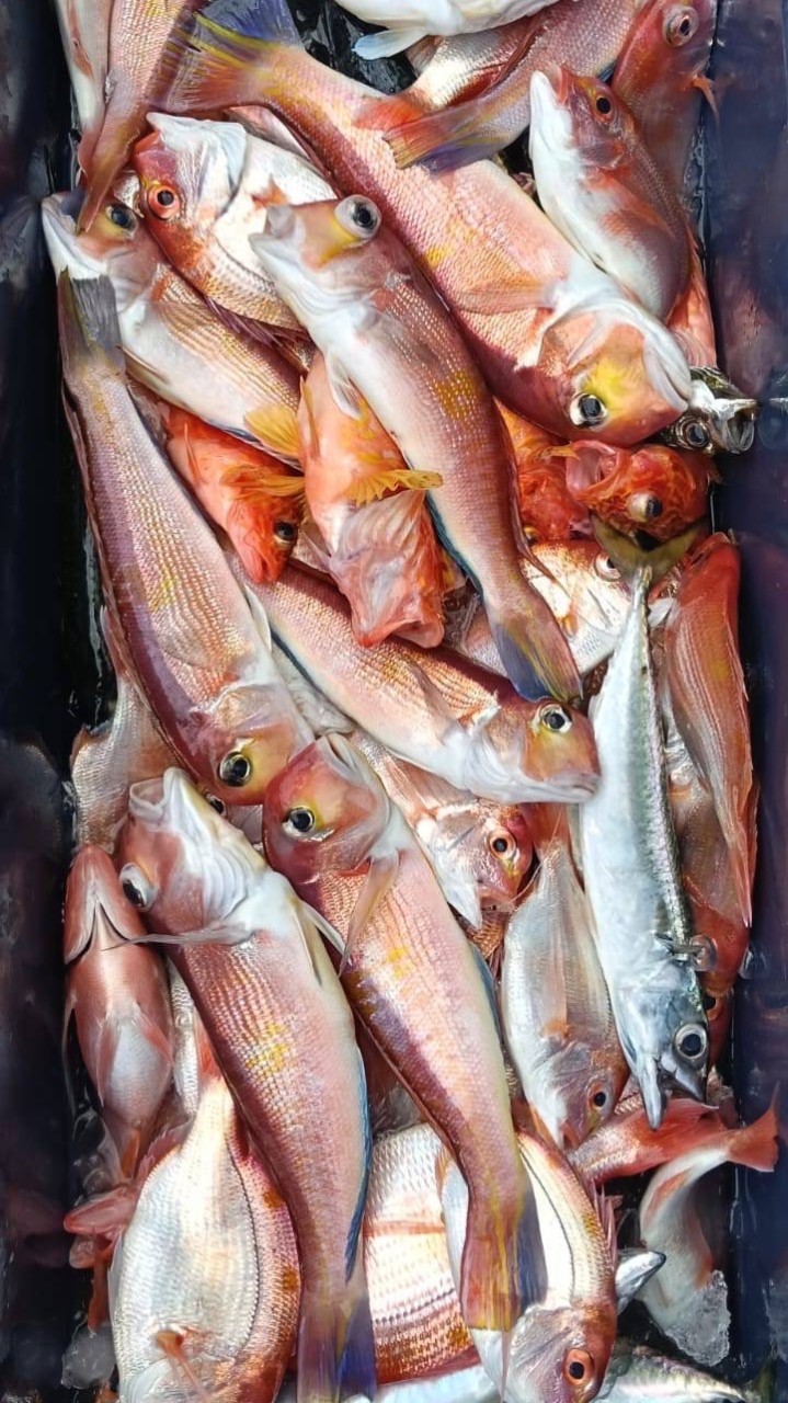 《明揚鮮魚水產》北海岸新鮮現撈