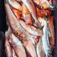 《明揚鮮魚水產》北海岸新鮮現撈