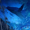 ボイメでガチ歌練習⁉️みんなウェルカム！大歓迎！