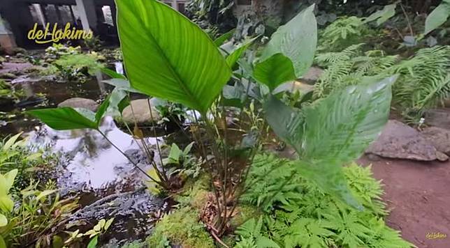 10 Potret Rumah Orang Indonesia Di Depok Sejuk Banget Ada Hutan Dan Air Terjun Merdeka Com Line Today