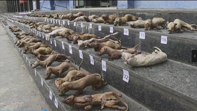 廣西警方查獲有女子到處兜售野味，家中竟冷藏超過300隻野生動物。(圖／翻攝自騰訊網)