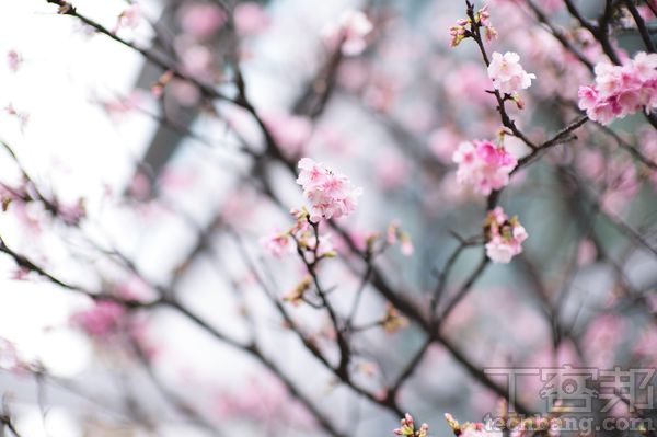 淺景深實拍（焦距：50mm 快門：1/500秒 光圈：f/0.95 感光度：ISO 64 模式：M）