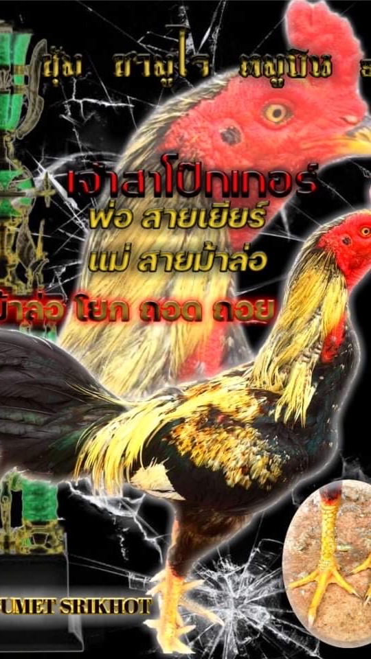 ซุ้ม ซามูไรหมูบิน s.s