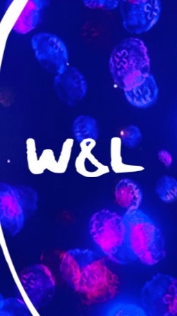 W&L 批發代購-大V