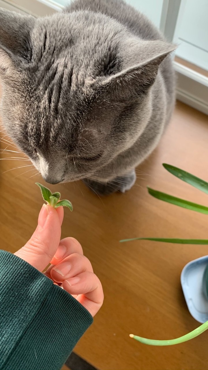 グルテンフリー･vegan･organic何でも話そ veganjapan