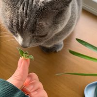 グルテンフリー･vegan･organic何でも話そ veganjapan