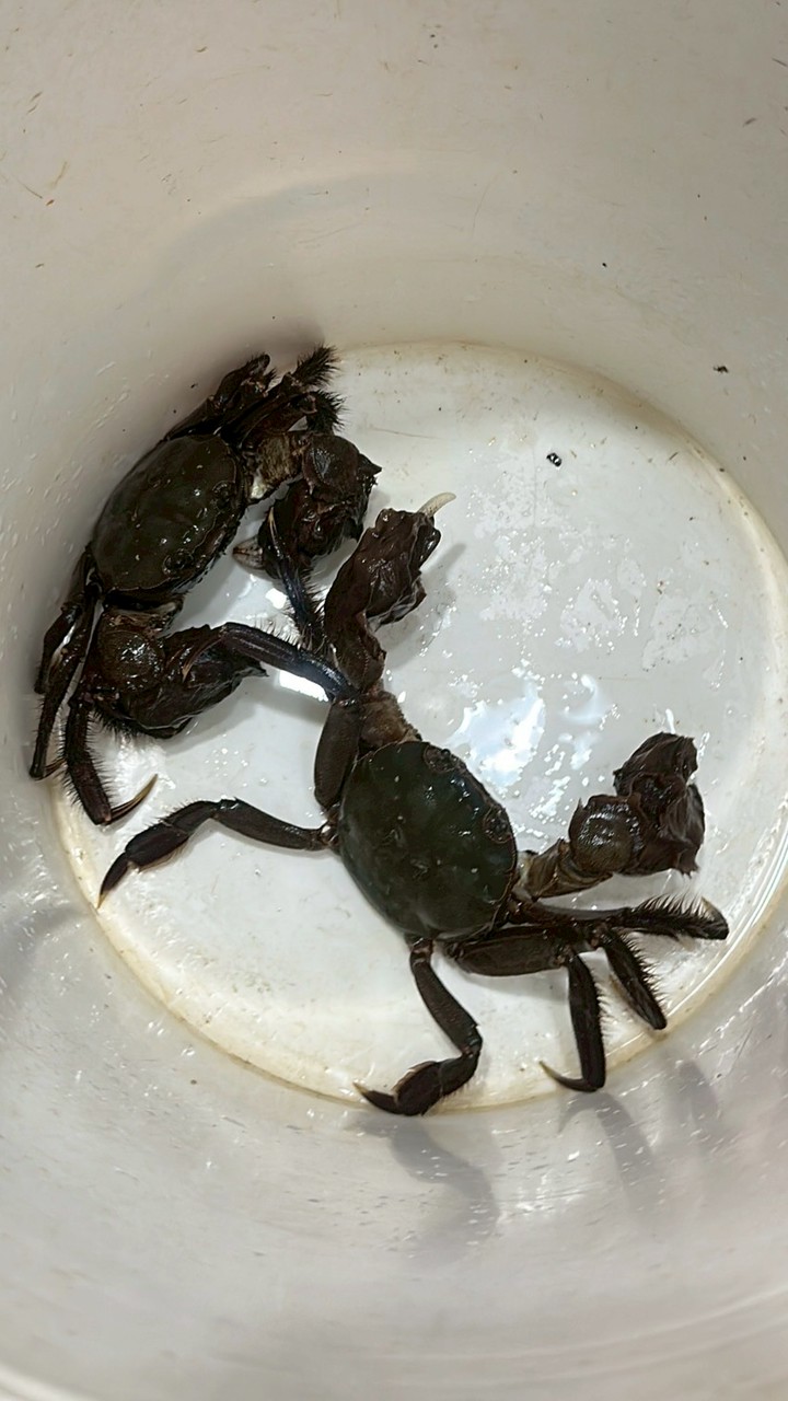 淡水新春毛蟹🤗