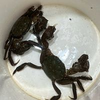 淡水新春毛蟹🤗