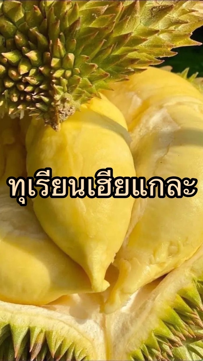 เฮียแกละ Durian Select 🍃 เกรดส่งออก
