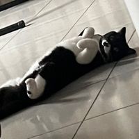 虎喵爬蟲