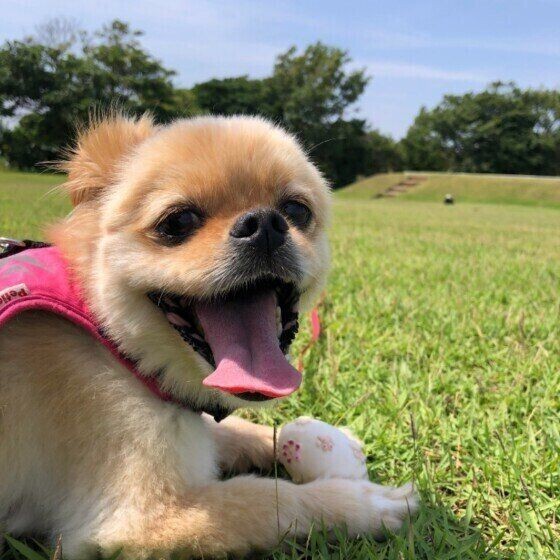 メス犬のおしっこや陰部にまつわるお悩みあれこれ