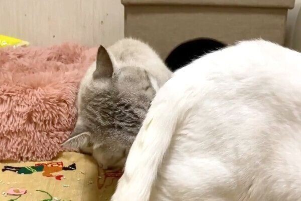 先住猫のおしりのニオイを嗅ぐ新入り猫 フレーメン反応