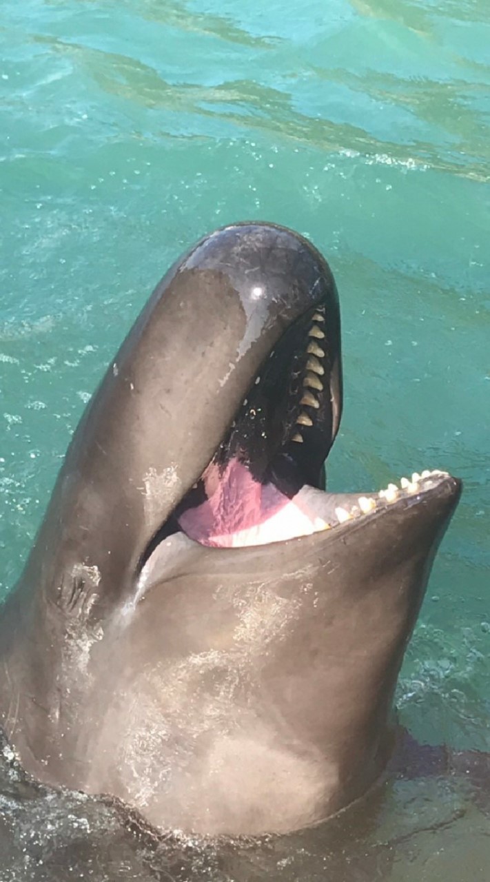 クジラ🐳イルカ🐬大好き倶楽部