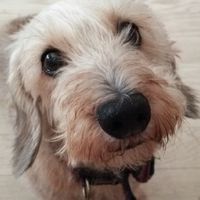 🐶ミニチュアダックスワイヤー好きさん集合🐶