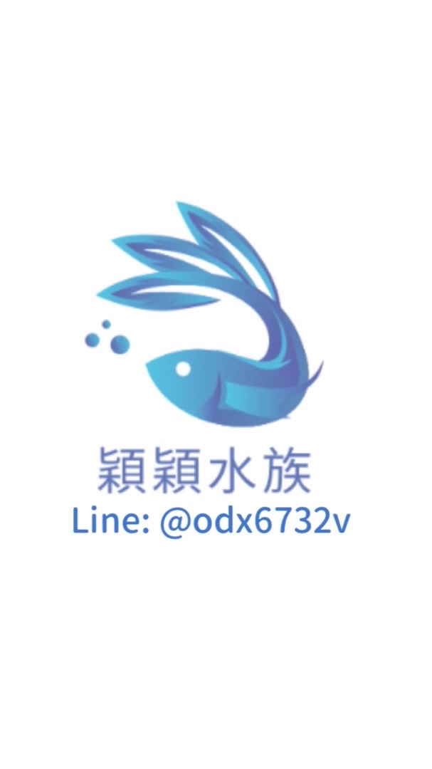 穎穎工作室（水族）