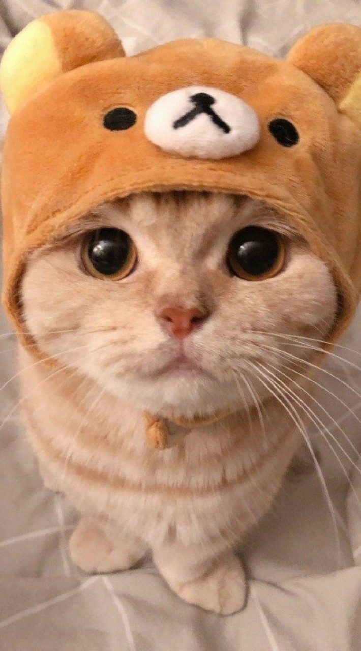 CUT Cute Cat