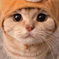 CUT Cute Cat