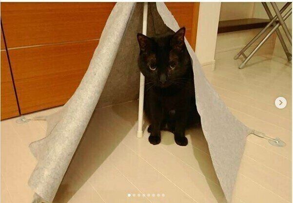 愛猫もきっと気に入る 簡単に作れる 猫テント