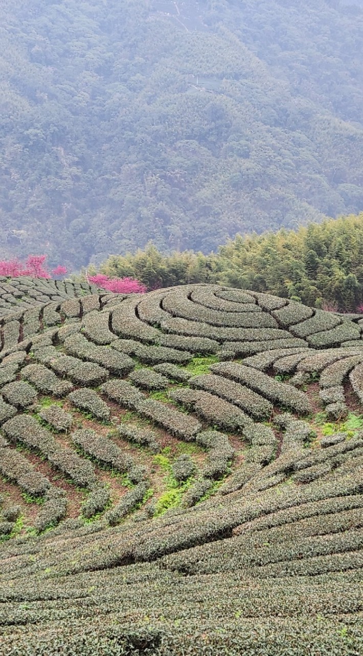 屏山療癒平台