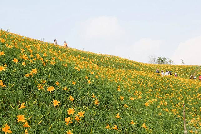 彰化花壇花現 金針花海 展數大之美 旅遊經 Line Today