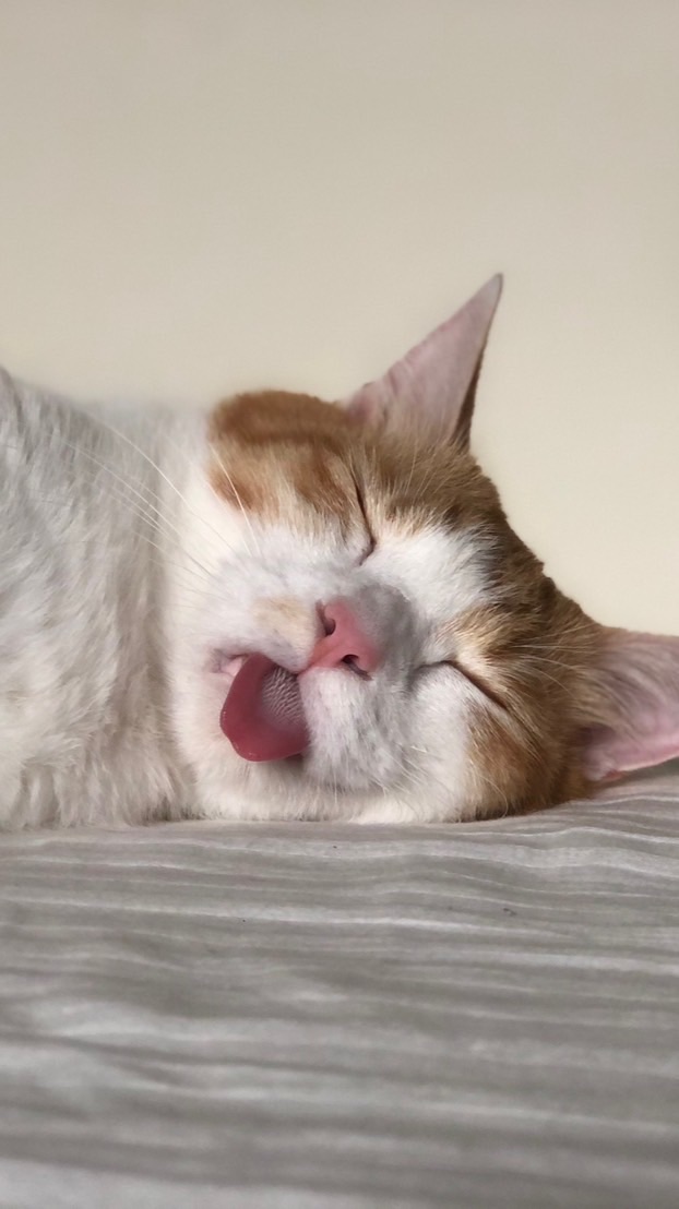 軟喵喵｜貓咪用品團購｜飼養交流
