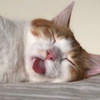 軟喵喵｜貓咪用品團購｜飼養交流