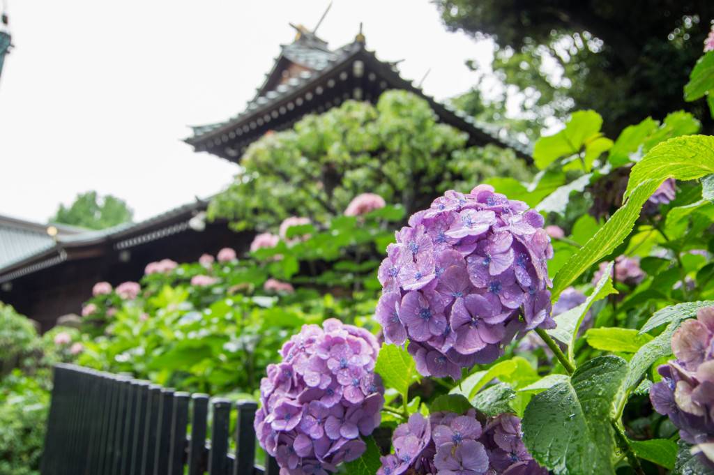 為寺社添上秀色 為悼念亡靈而生的繡球花 紫陽花 是日日本 Line Today