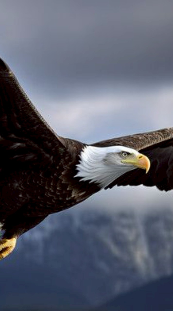 เหยี่ยวบิน