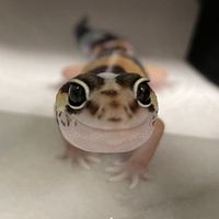 愛爬/兩棲爬蟲友善社群/歡迎新手/守宮/鬆獅蜥/我愛我那小小多山的國家
