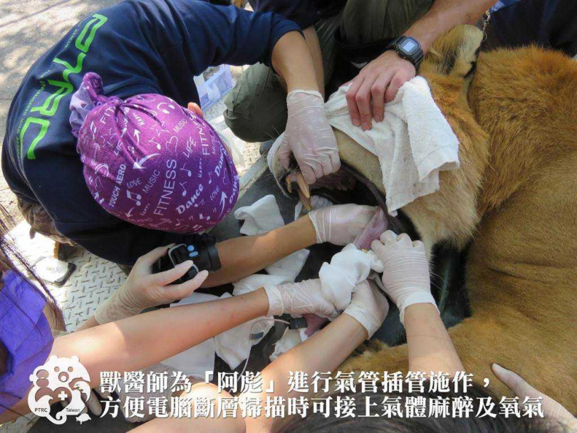 阿彪將過12歲生日，屏科大保育類野生動物收容中心經健檢發現，牠是個健康大個。(圖／屏科大保育類野生動物收容中心授權提供)