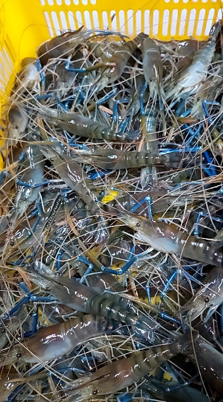 蝦哥宅 泰國蝦買賣