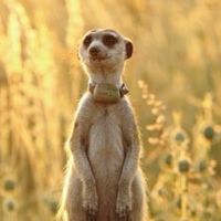狐獴媽媽福利社