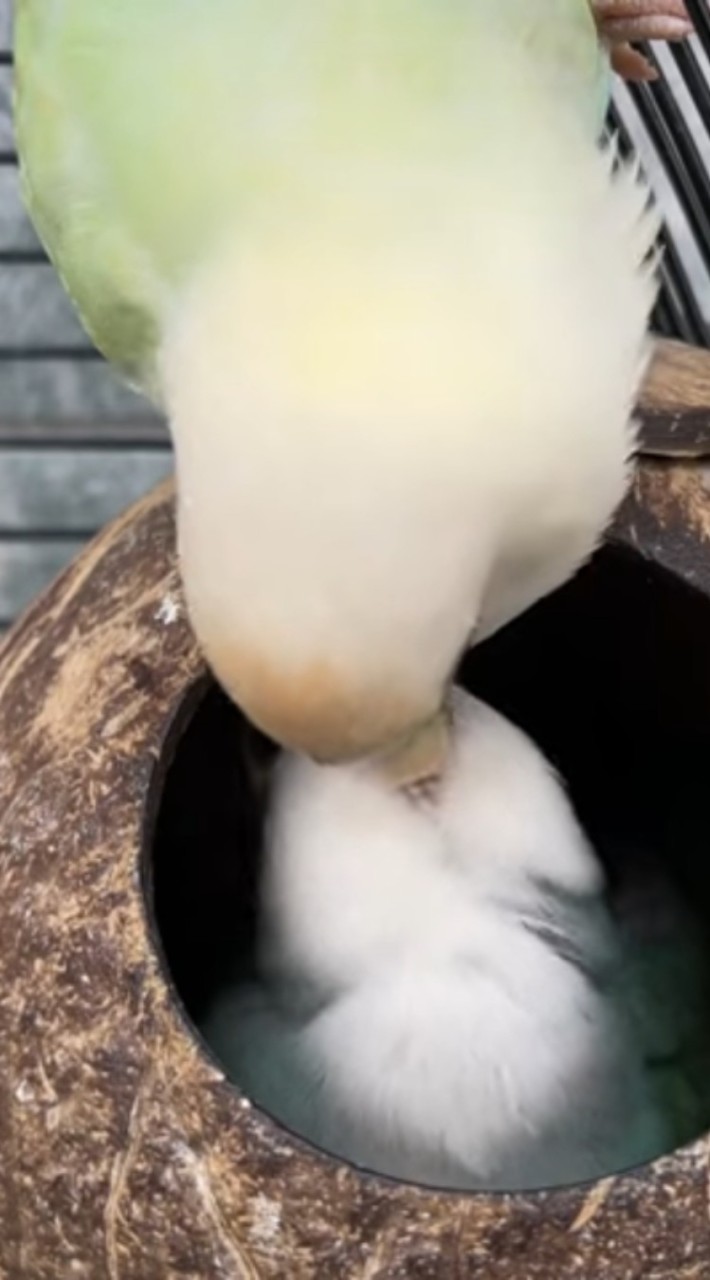 可愛的小鳥們