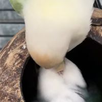 可愛的小鳥們