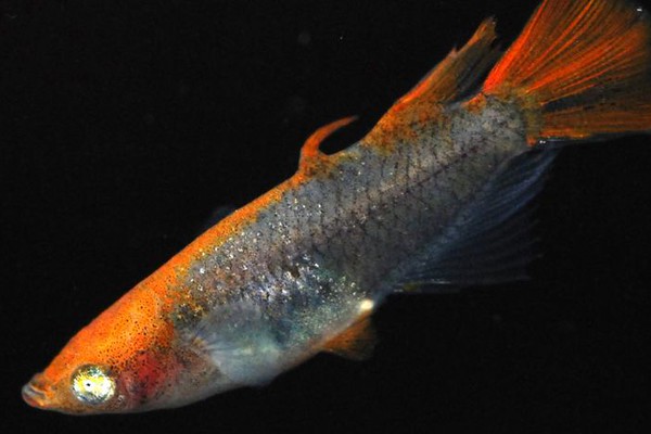 100万円の値がついた 高級メダカ とは 人気急上昇中 希少なメダカを一挙公開 Preciousnews Line News