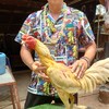 ธนูชัยไก่ชน