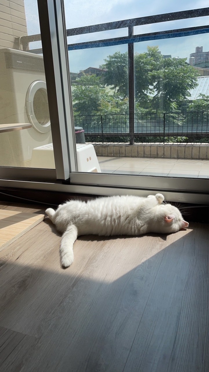 寵物食品用品低價出清🐱🐶