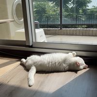 寵物食品用品低價出清🐱🐶
